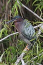 Green Heron & x28;Butorides virescens& x29;