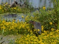 A Green Herons bird in a summer marsh