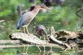 Green Herons in a Local Pond