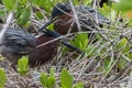 Green Herons in the Nest with Egg, J.N. Ding Darling Nationa