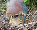 Green Herons in the nest