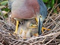 Green Herons in the nest