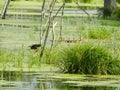 Natural swamp setting of Wood Ducks and Green Heron