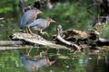 Green Herons in a Local Pond