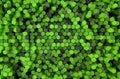 Green Hexagon pattern 3d rendering