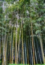 Green, high bamboo growe in a park, Batumi, Georgia