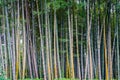 Green, high bamboo growe in a park, Batumi, Georgia