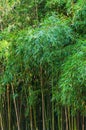 Green high bamboo