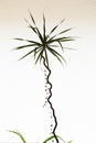 Green high dracaena, indoor trendy houseplants, against white background, natural lifestyle, background, banner vertical photo