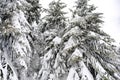 Green high spruce pine trees covered in snow in winter forest in mountains,nature,in village rural,Calm countryside Royalty Free Stock Photo