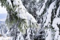 Green spruce pine trees covered in snow in winter forest in mountains,nature,in village rural Royalty Free Stock Photo