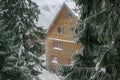 Green high spruce pine trees and vintage old retro wooden village rural house covered in snow in winter forest in Royalty Free Stock Photo