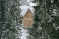 Green high spruce pine trees and vintage old retro wooden village rural house covered in snow in winter forest in Royalty Free Stock Photo