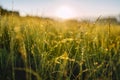 Green hight grass covered with morning dew with bright sunlight beams on background. Wide opened aperture image Royalty Free Stock Photo