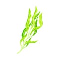 Green Hijiki Seaweed or Sargassum as Asian Sea Vegetable Vector Illustration