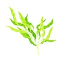 Green Hijiki Seaweed or Sargassum as Asian Sea Vegetable Vector Illustration