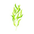 Green Hijiki Seaweed or Sargassum as Asian Sea Vegetable Vector Illustration