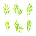 Green Hijiki Seaweed or Sargassum as Sea Vegetable Vector Set