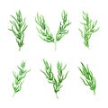 Green Hijiki Seaweed or Sargassum as Sea Vegetable Vector Set