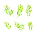 Green Hijiki Seaweed or Sargassum as Sea Vegetable Vector Set