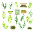 Green Hijiki Seaweeds or Sargassum as Sea Vegetable in Bowl and Package Big Vector Set