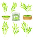 Green Hijiki Seaweeds or Sargassum as Sea Vegetable in Bowl and Package Vector Set