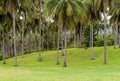 Green hill covered with grass short with young trees palm trees tropical landscape part of golf course Royalty Free Stock Photo