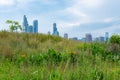 Hill with Native Plants at Northerly Island in Chicago during the Summer with the Skyline in the Background