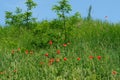 Green hill overgrown with grass Royalty Free Stock Photo