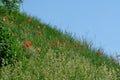 Green hill overgrown with grass Royalty Free Stock Photo