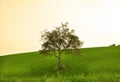 Green Hill Tree Royalty Free Stock Photo