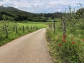 Green hills, empty country road and and blooming red poppies. Summer landscape