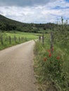 Green hills, empty country road and and blooming red poppies. Summer landscape