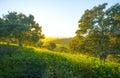 Green hills with first wild flowers, and majestic oak trees with sun shining through branches Royalty Free Stock Photo