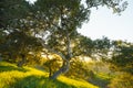 Green hills with first wild flowers, and majestic oak trees with sun shining through branches Royalty Free Stock Photo