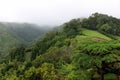 On the green hills the fog descends. Island of San Miguel