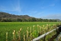 Green hills, green field, and blue sky