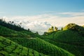 Green hills of Kolukkumalai tea plantations in Munnar