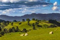 Green hills of Matamata, New Zealand