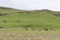 Green hills with pasturing horses