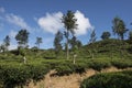 Green hills with tea plantations Ella, Sri Lanka.