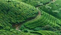 Green hills of tea plantations in Munnar Royalty Free Stock Photo