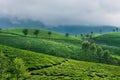 Green hills of tea plantations in Munnar Royalty Free Stock Photo