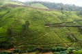 Green hills with tea plantations in Sri Lanka, Asia Royalty Free Stock Photo