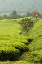 Green hills in Uganda Royalty Free Stock Photo