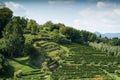 Green Hillside in Bergamo