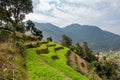 Green Hillside Terraces on the Himalaya Foothills