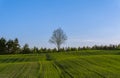 Green hilly field with lonely tree on horizon and blue sky Royalty Free Stock Photo