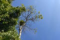 Green Himalaya forest trees with blue sky Royalty Free Stock Photo