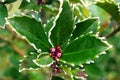 Green hoarfrost leaves wiht pink flowers. Frozen nature in december